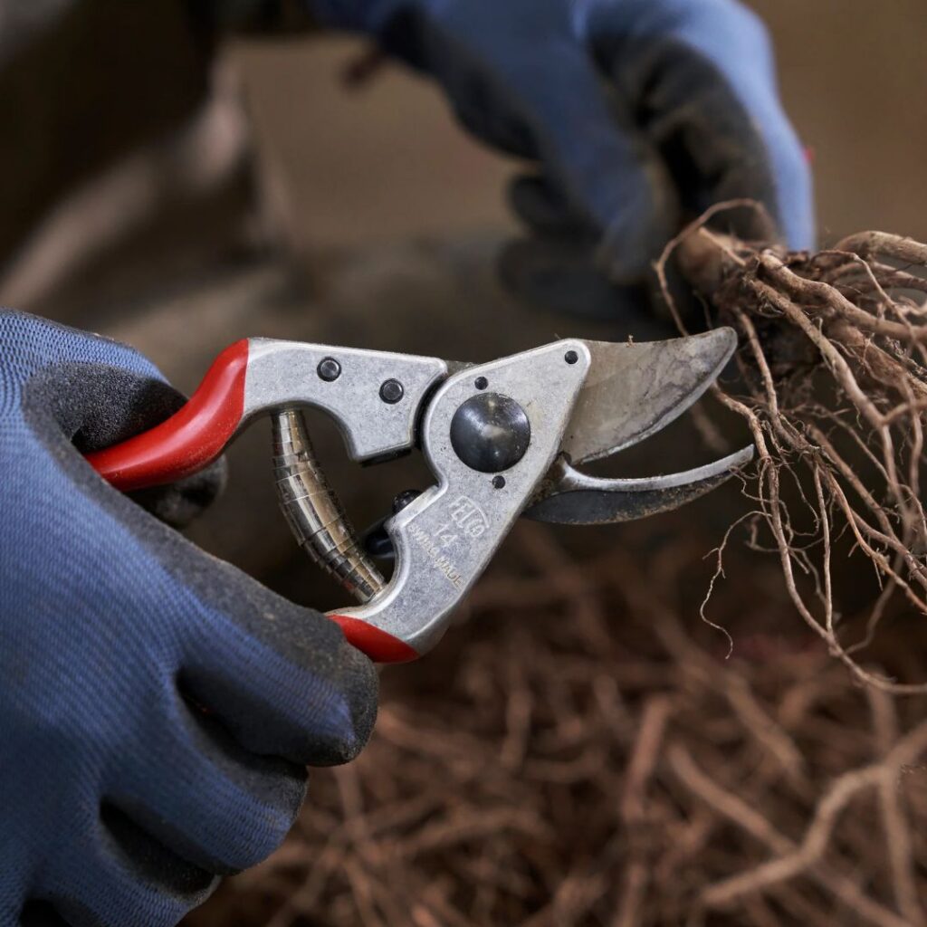 hand holding pruners to roots